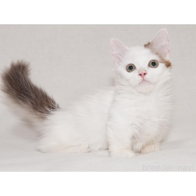 販売中の東京都のマンチカン(短足)-133723の14枚目