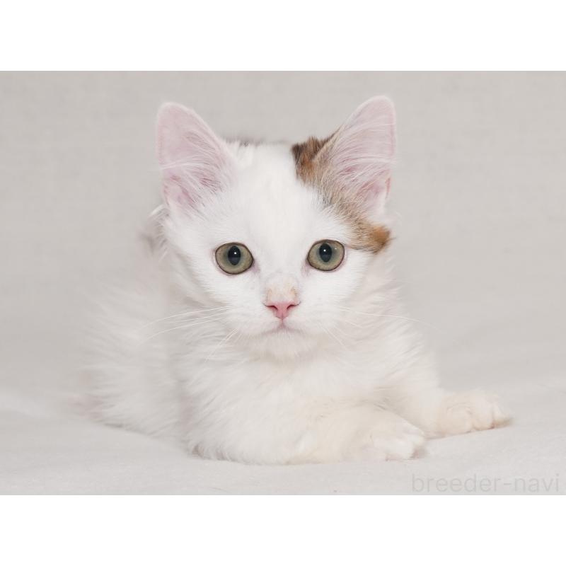 販売中の東京都のマンチカン(短足)-133723の13枚目