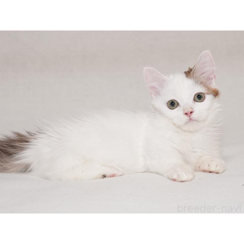 販売中の東京都のマンチカン(短足)-133723の12枚目