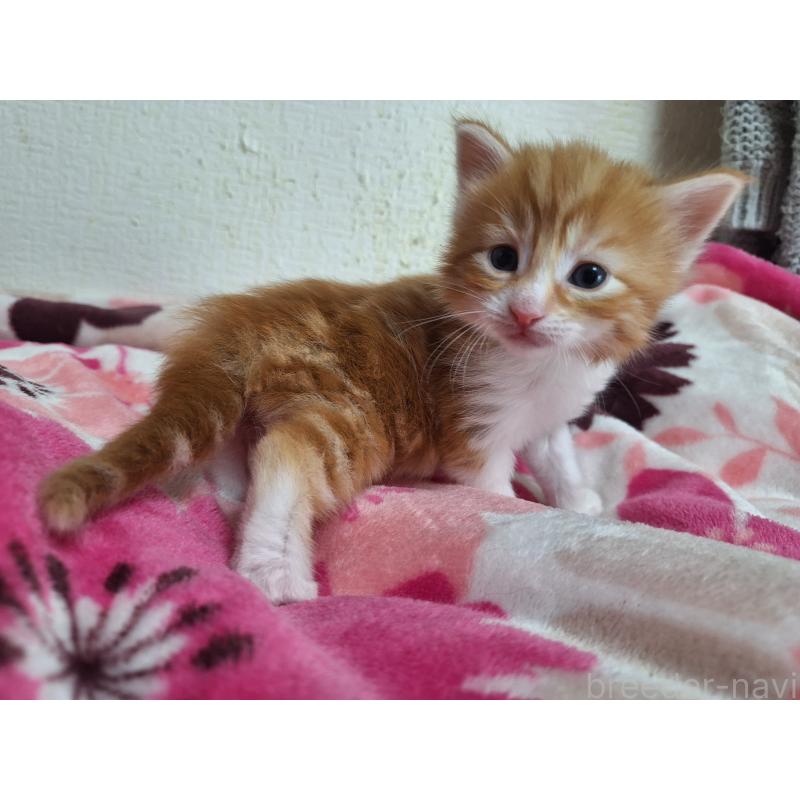 販売中の京都府のメインクーン-137826の6枚目