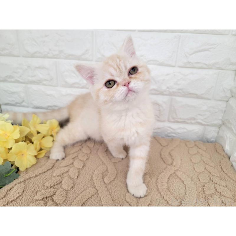 販売中の埼玉県のミヌエット-138391の3枚目