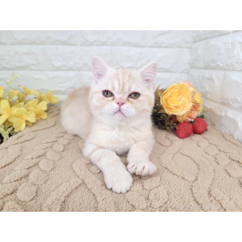 販売中の埼玉県のミヌエット-138391の2枚目