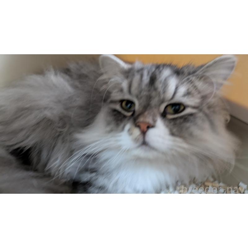 販売中の大阪府のミヌエット-121834