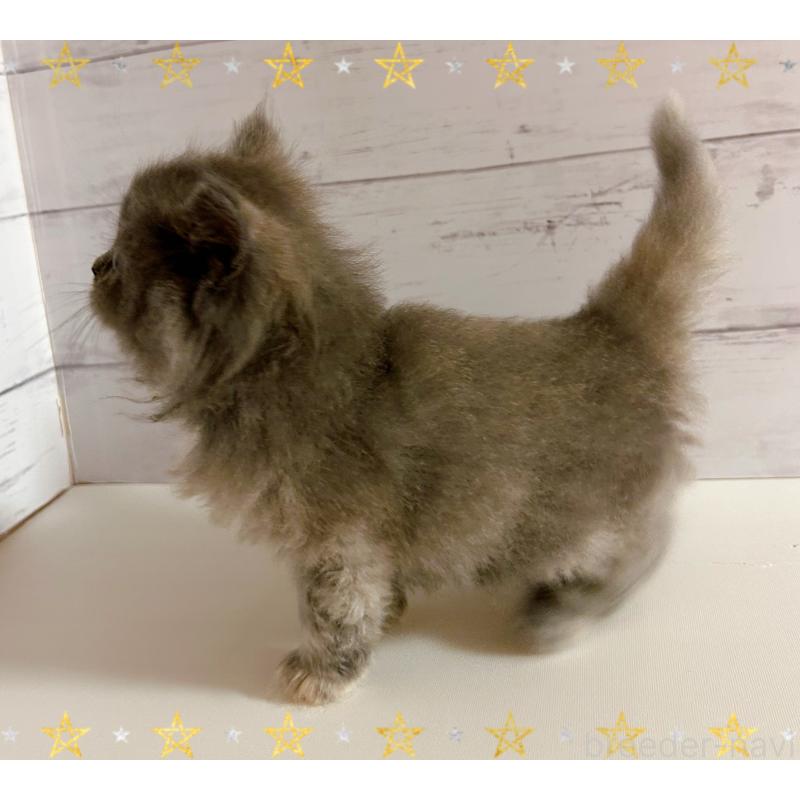 販売中の東京都のサイベリアン-138392の6枚目