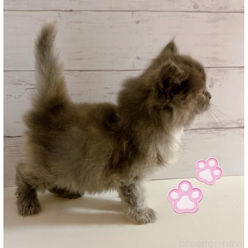 販売中の東京都のサイベリアン-138392の5枚目