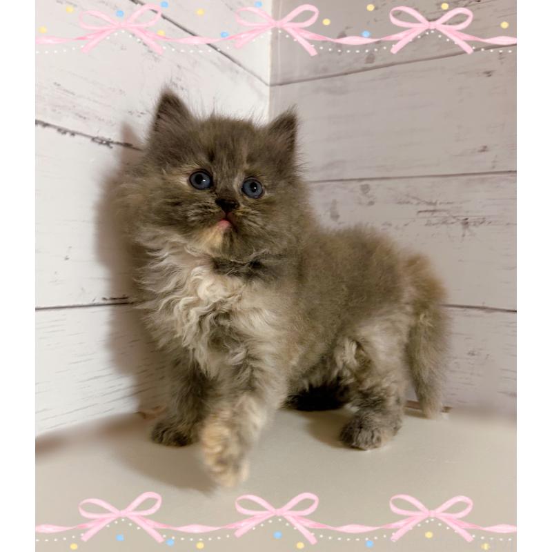 販売中の東京都のサイベリアン-138392の4枚目