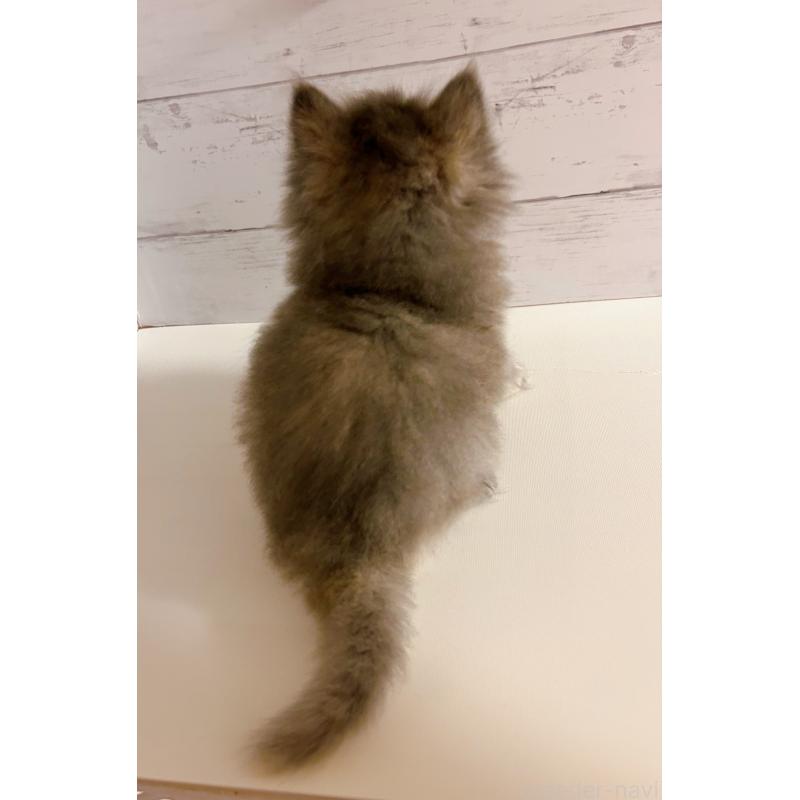 販売中の東京都のサイベリアン-138392の3枚目