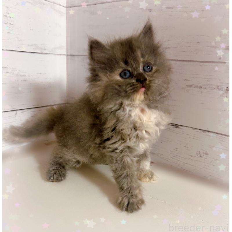 販売中の東京都のサイベリアン-138392の2枚目