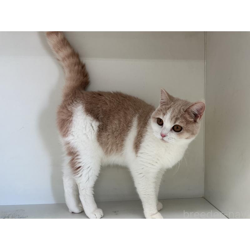 販売中の山形県のセルカークレックス-124172の5枚目