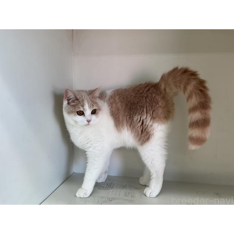 販売中の山形県のセルカークレックス-124172の4枚目