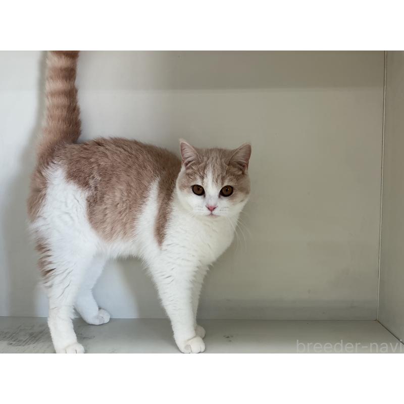 販売中の山形県のセルカークレックス-124172の3枚目