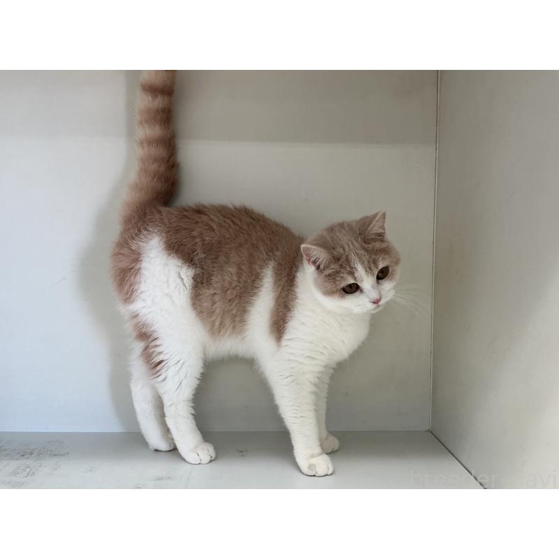 販売中の山形県のセルカークレックス-124172の2枚目