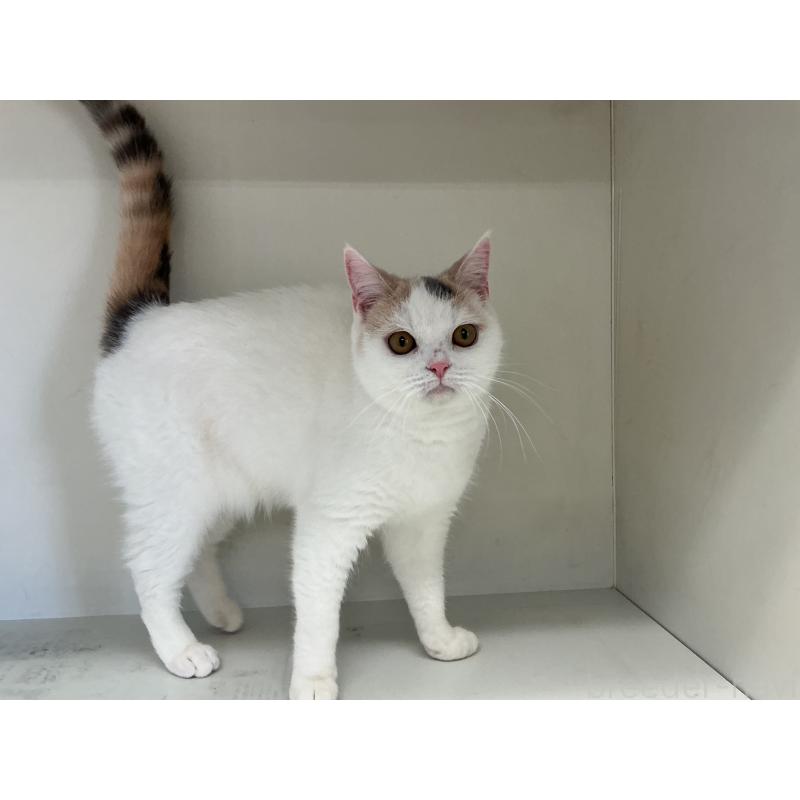 販売中の山形県のセルカークレックス-124170の7枚目