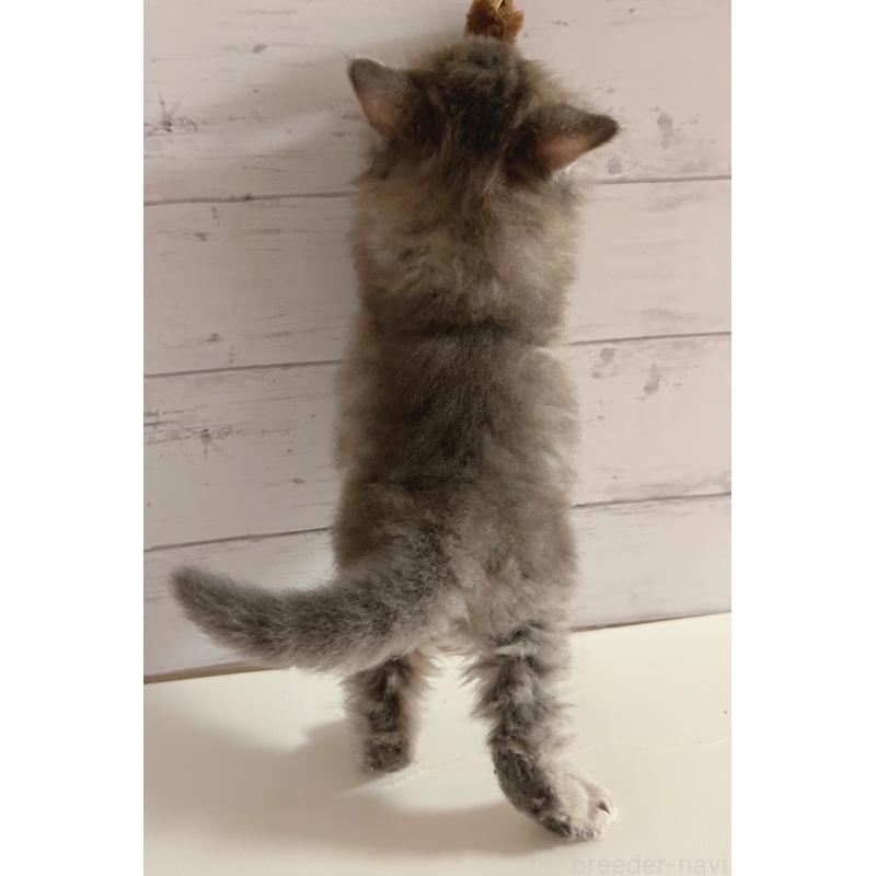 販売中の東京都のサイベリアン-138394の6枚目