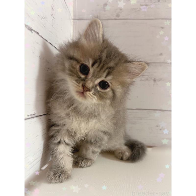 販売中の東京都のサイベリアン-138394の5枚目