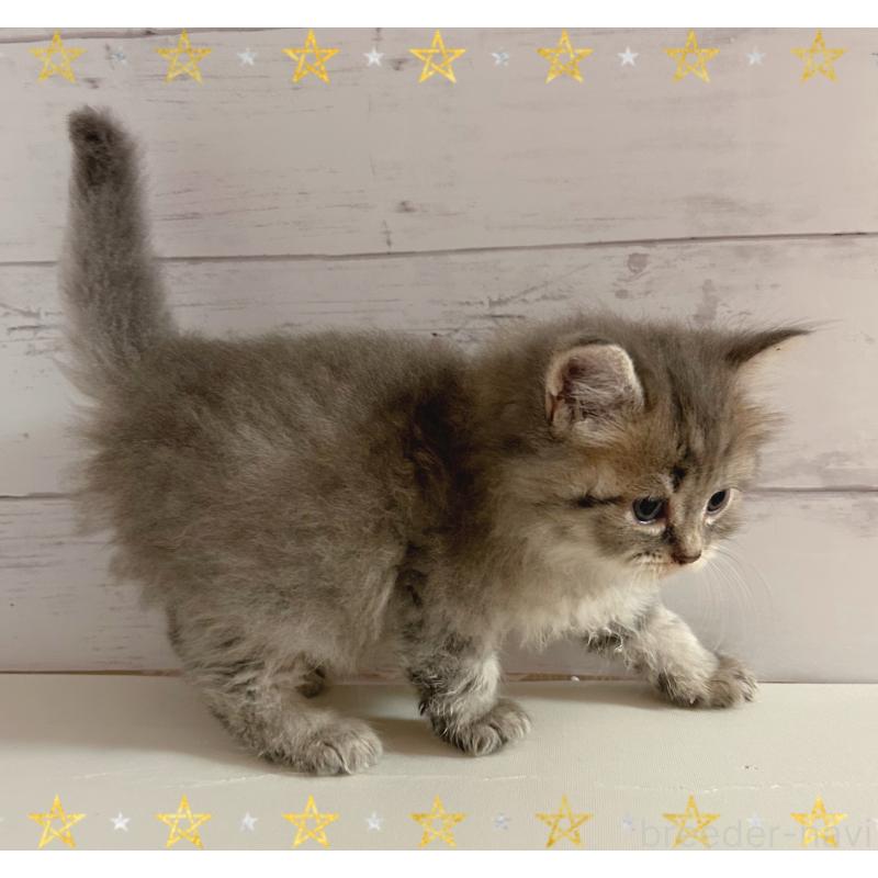 販売中の東京都のサイベリアン-138394の4枚目