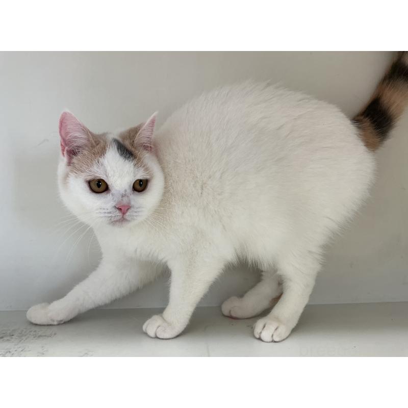 販売中の山形県のセルカークレックス-124170の6枚目