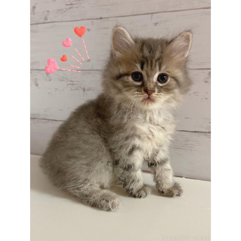 販売中の東京都のサイベリアン-138394の3枚目