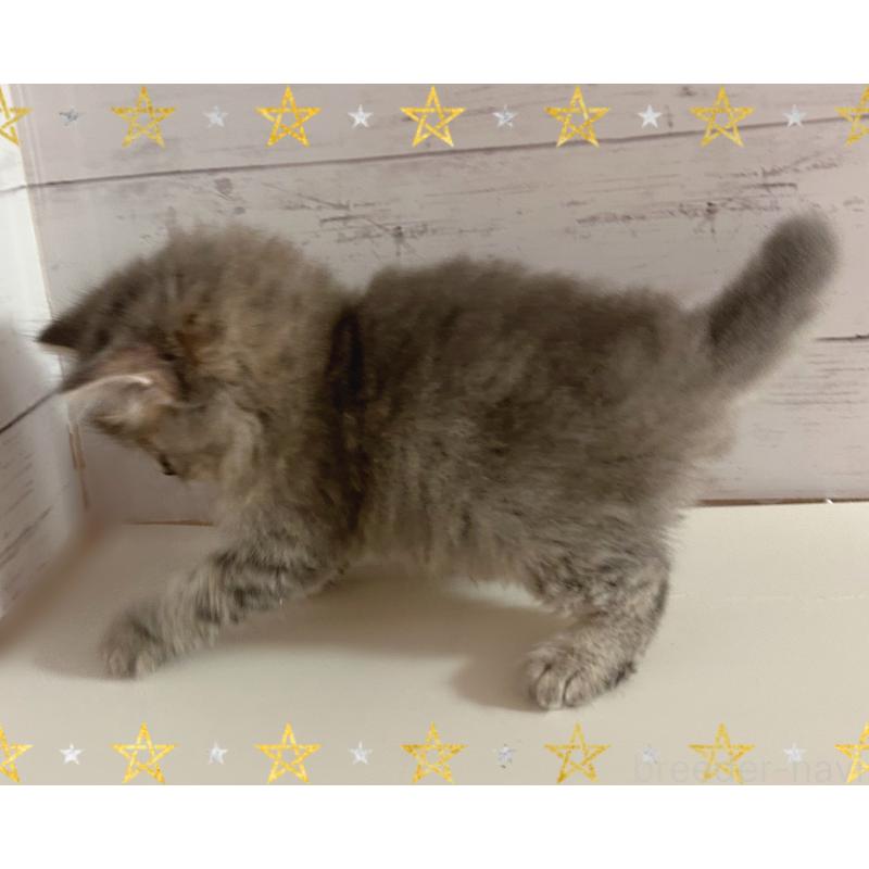 販売中の東京都のサイベリアン-138394の2枚目