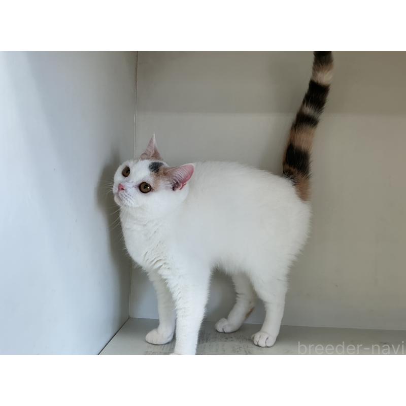 販売中の山形県のセルカークレックス-124170の5枚目