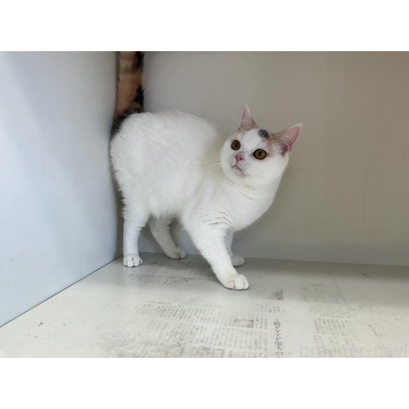 販売中の山形県のセルカークレックス-124170の4枚目