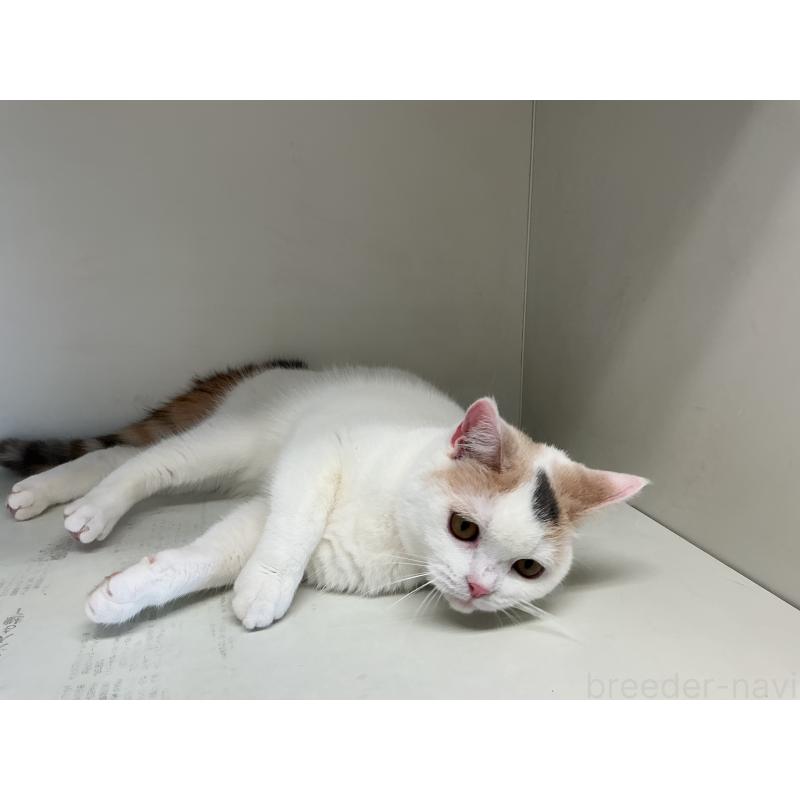 販売中の山形県のセルカークレックス-124170の3枚目