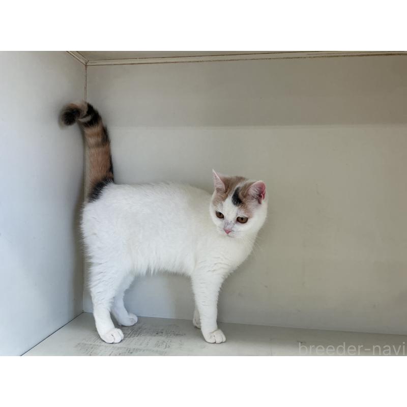 販売中の山形県のセルカークレックス-124170の2枚目