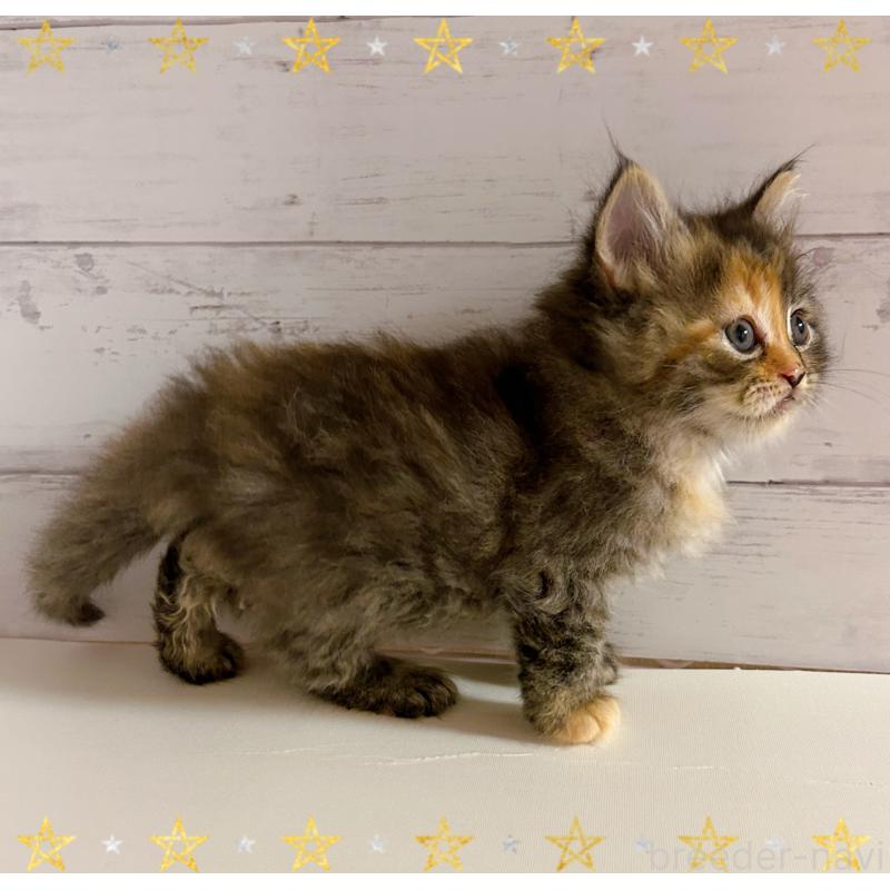 販売中の東京都のサイベリアン-138395の6枚目