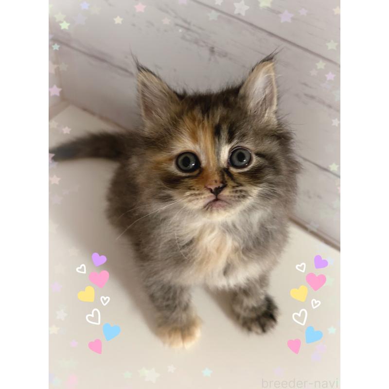 販売中の東京都のサイベリアン-138395の5枚目