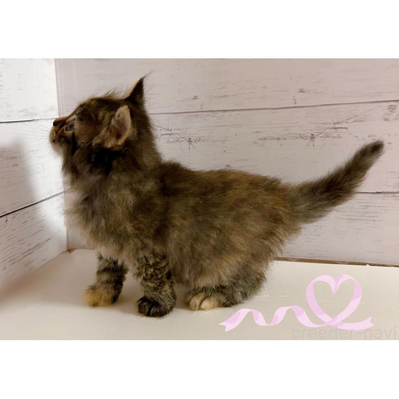 販売中の東京都のサイベリアン-138395の4枚目