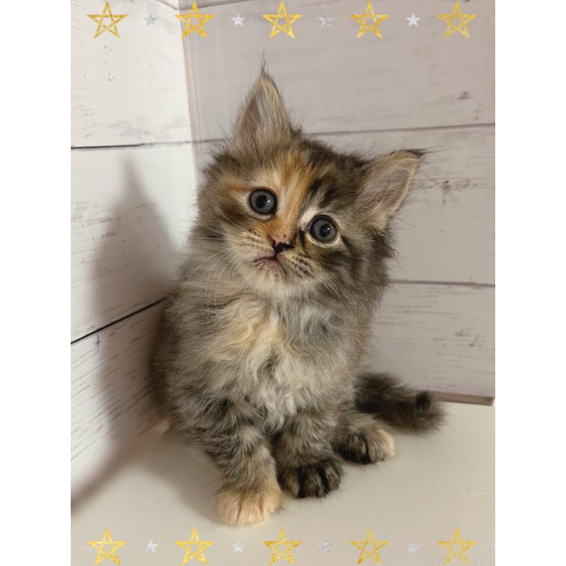 販売中の東京都のサイベリアン-138395の2枚目