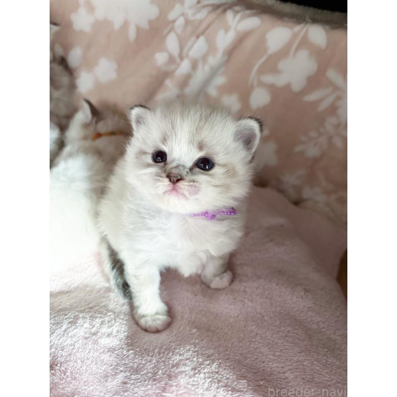 販売中の神奈川県のラグドール-137406の7枚目