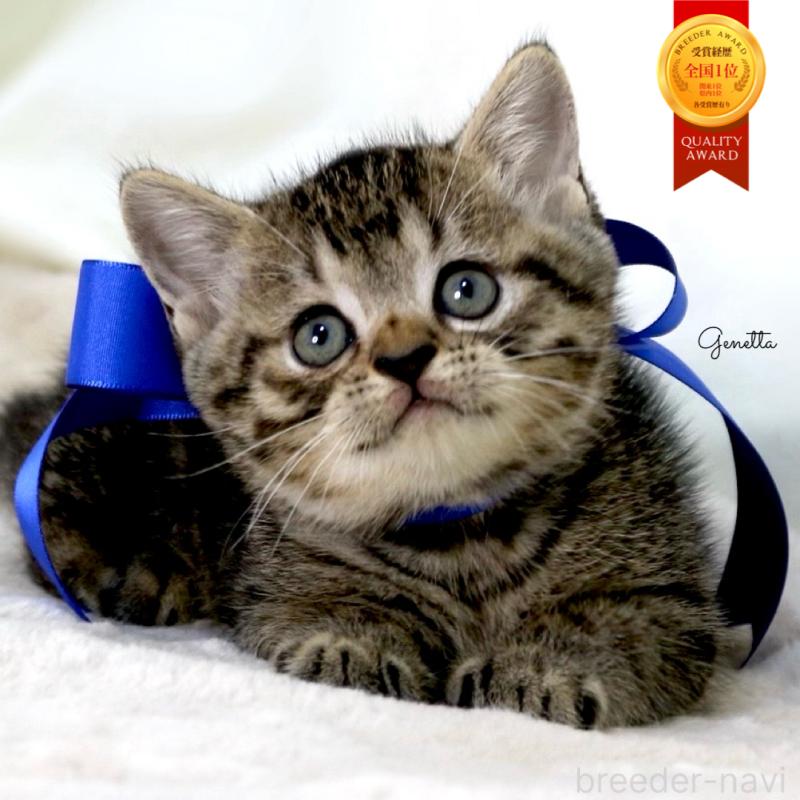 販売中の栃木県のジェネッタ-136374