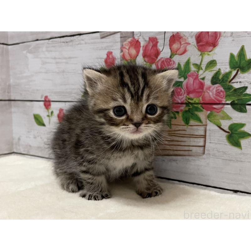 販売中の山梨県のミヌエット-138399の1枚目