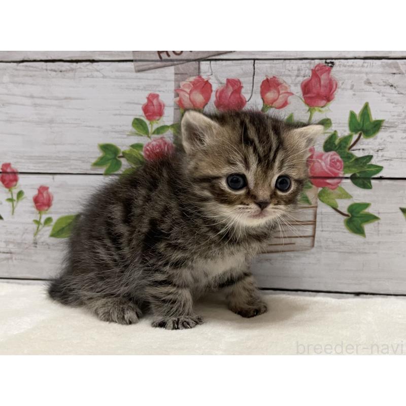 販売中の山梨県のミヌエット-138399の10枚目