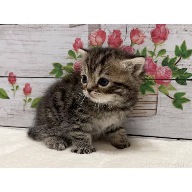 販売中の山梨県のミヌエット-138399の9枚目