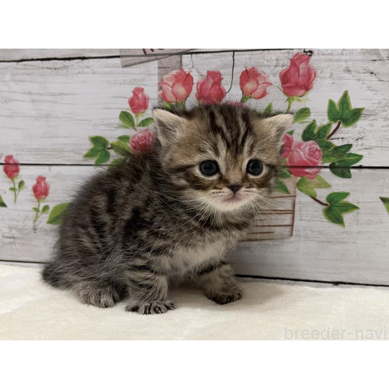 販売中の山梨県のミヌエット-138399の8枚目