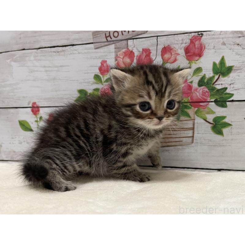 販売中の山梨県のミヌエット-138399の6枚目