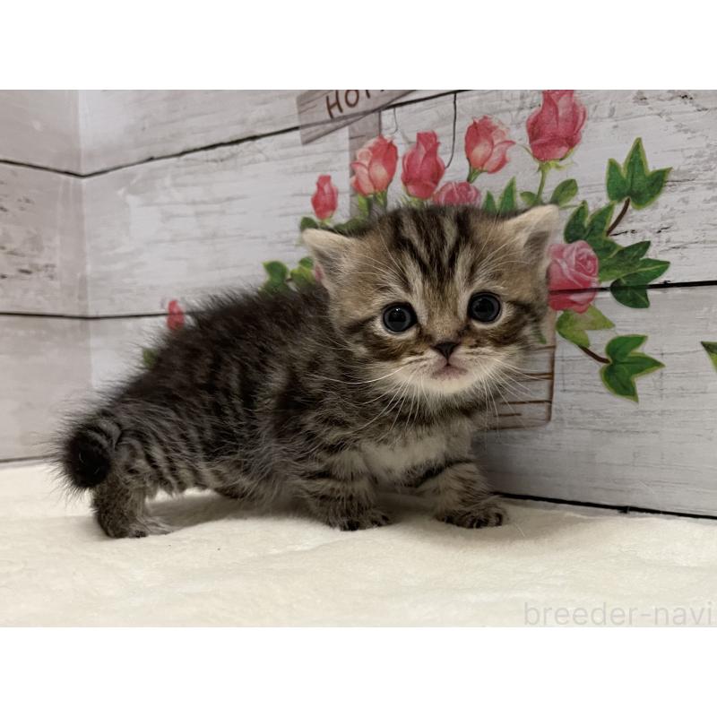 販売中の山梨県のミヌエット-138399の5枚目