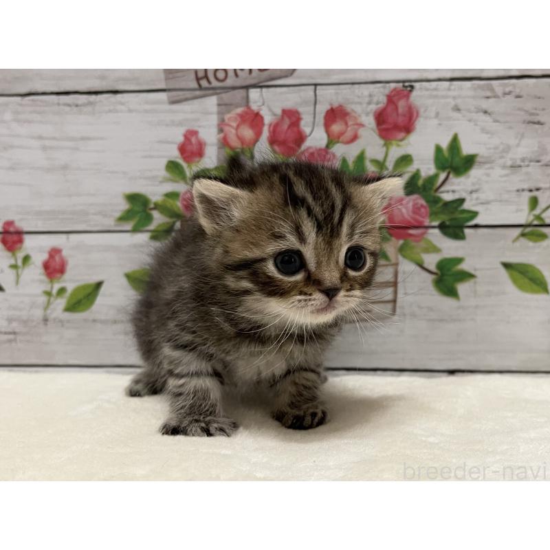 販売中の山梨県のミヌエット-138399の4枚目