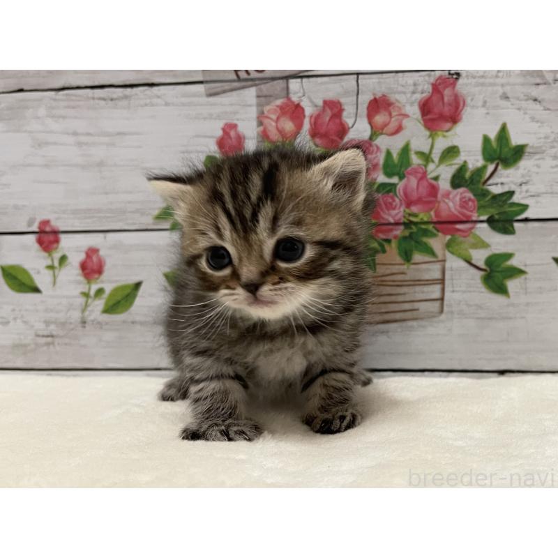 販売中の山梨県のミヌエット-138399の3枚目