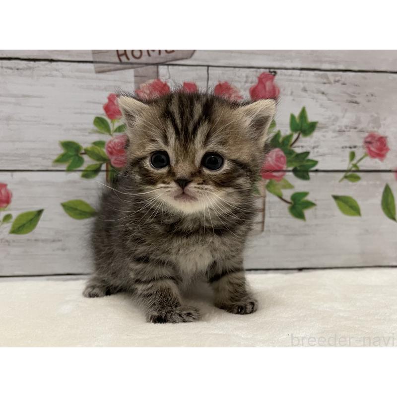 販売中の山梨県のミヌエット-138399の2枚目