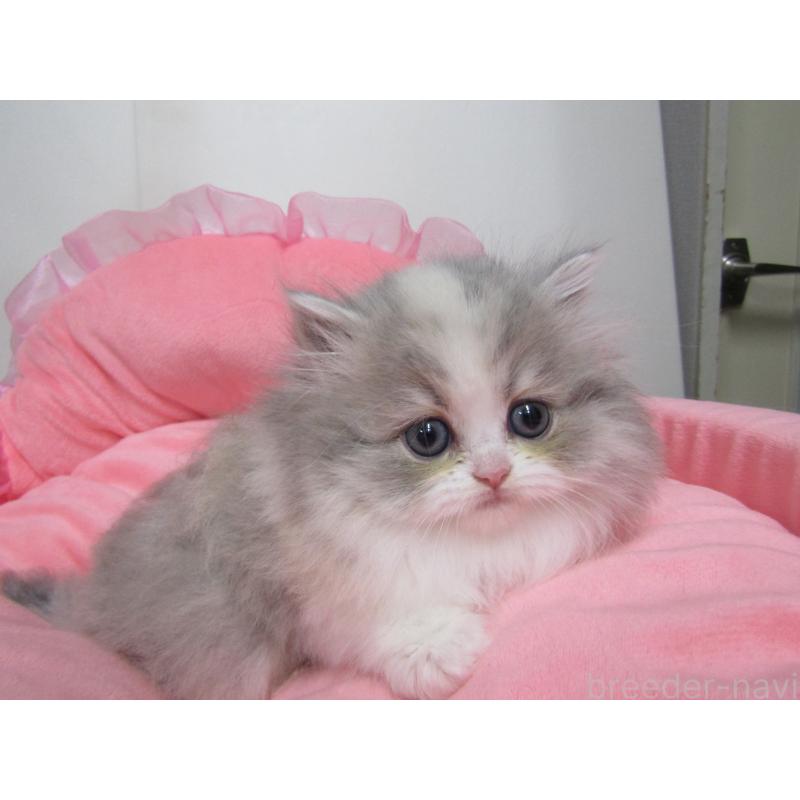 成約済の東京都のミヌエット-135780の10枚目