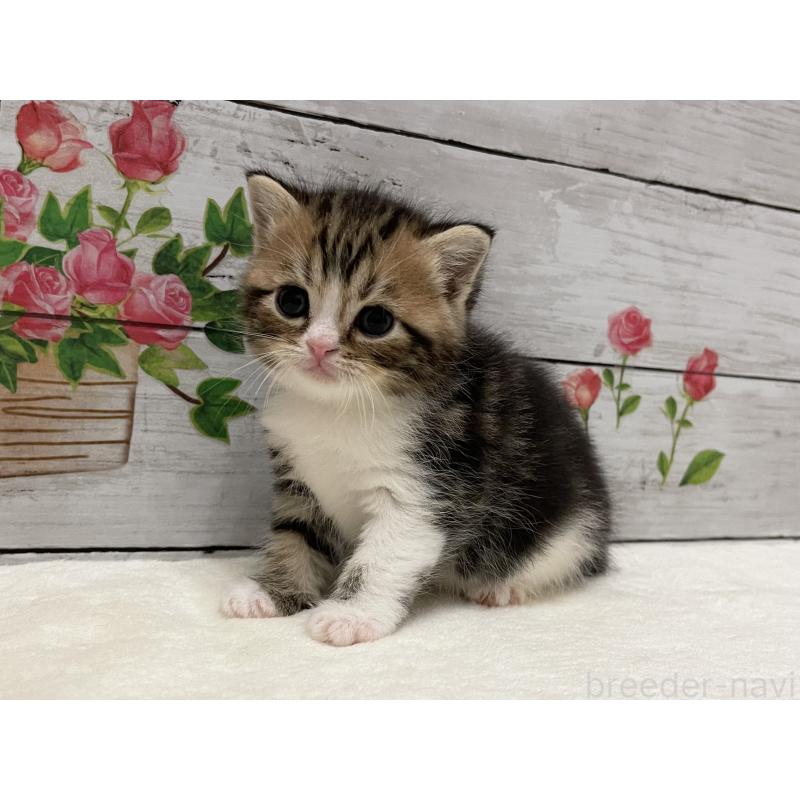 販売中の山梨県のミヌエット-138400