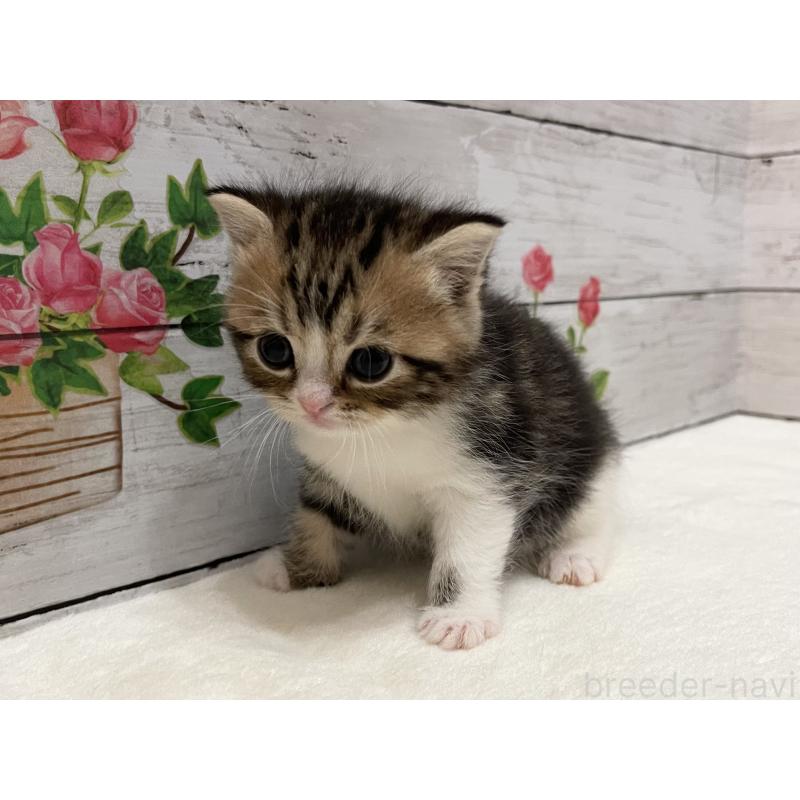 販売中の山梨県のミヌエット-138400の10枚目