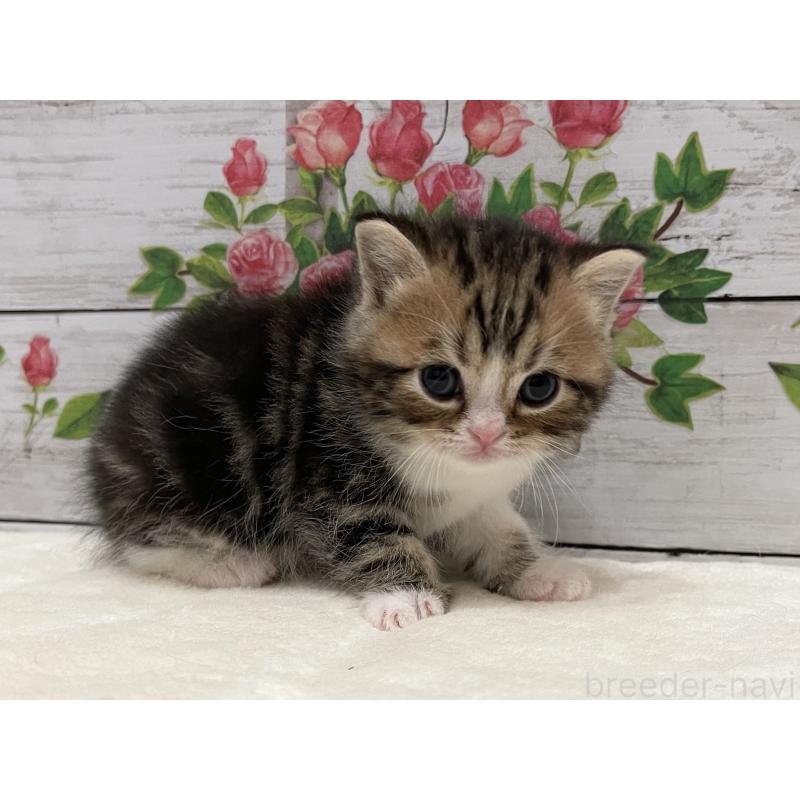 販売中の山梨県のミヌエット-138400の9枚目