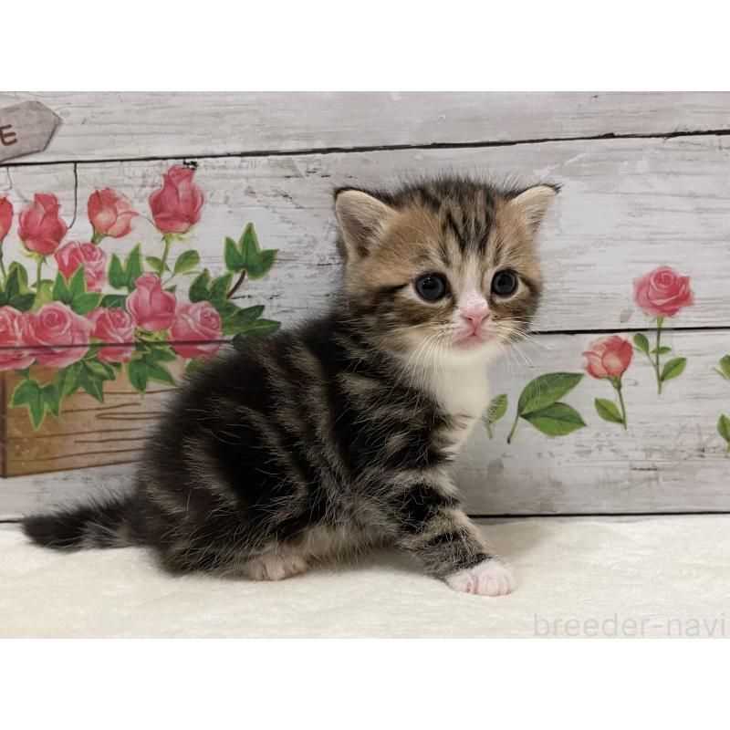 販売中の山梨県のミヌエット-138400の8枚目