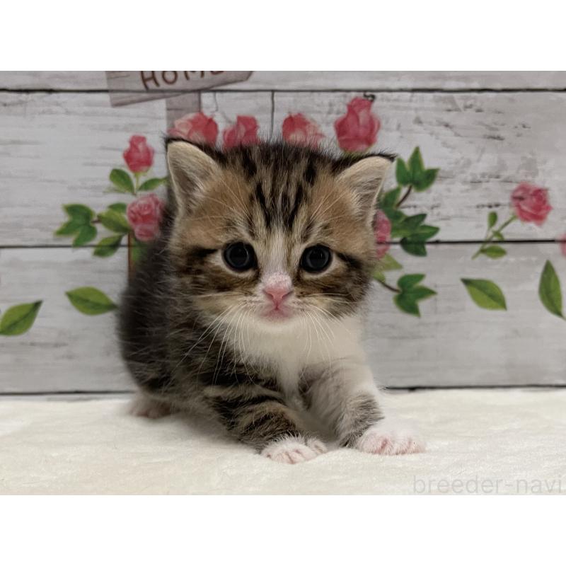 販売中の山梨県のミヌエット-138400の6枚目