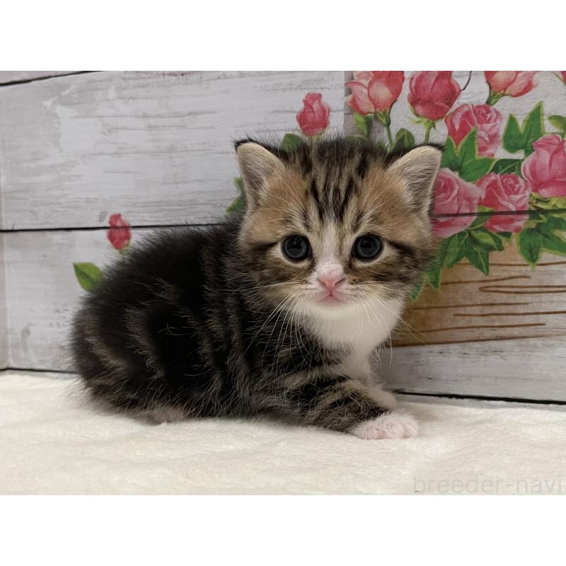 販売中の山梨県のミヌエット-138400の4枚目