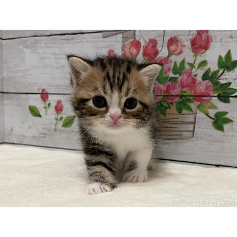 販売中の山梨県のミヌエット-138400の3枚目